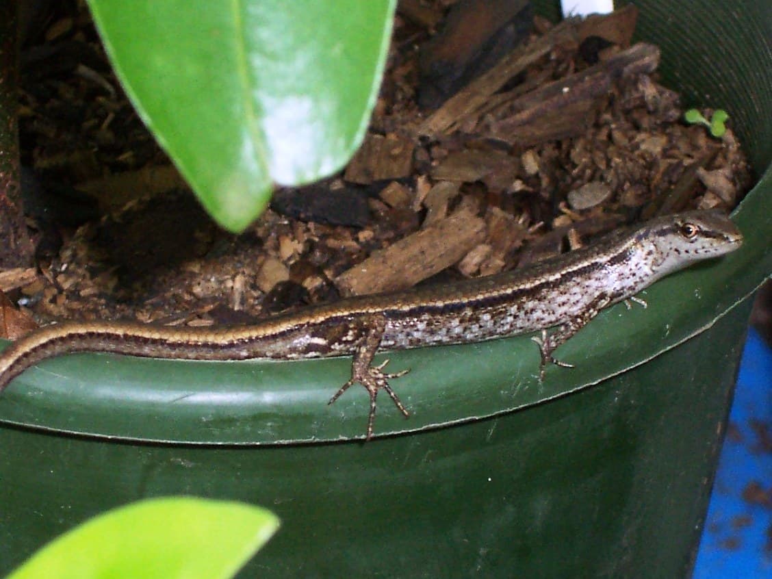 lizards being used instead of pesticides