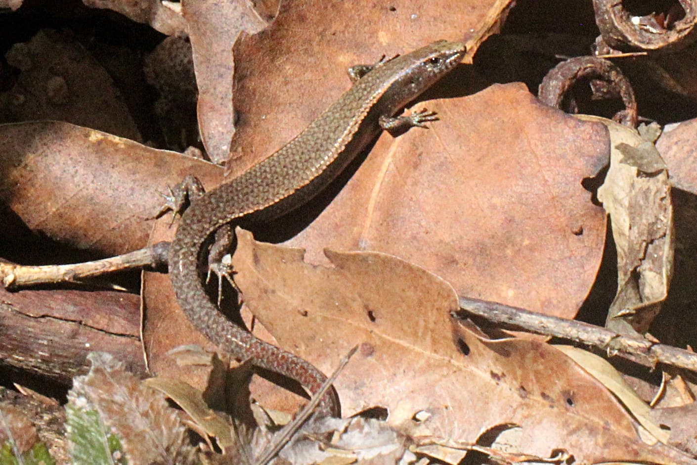 skink
