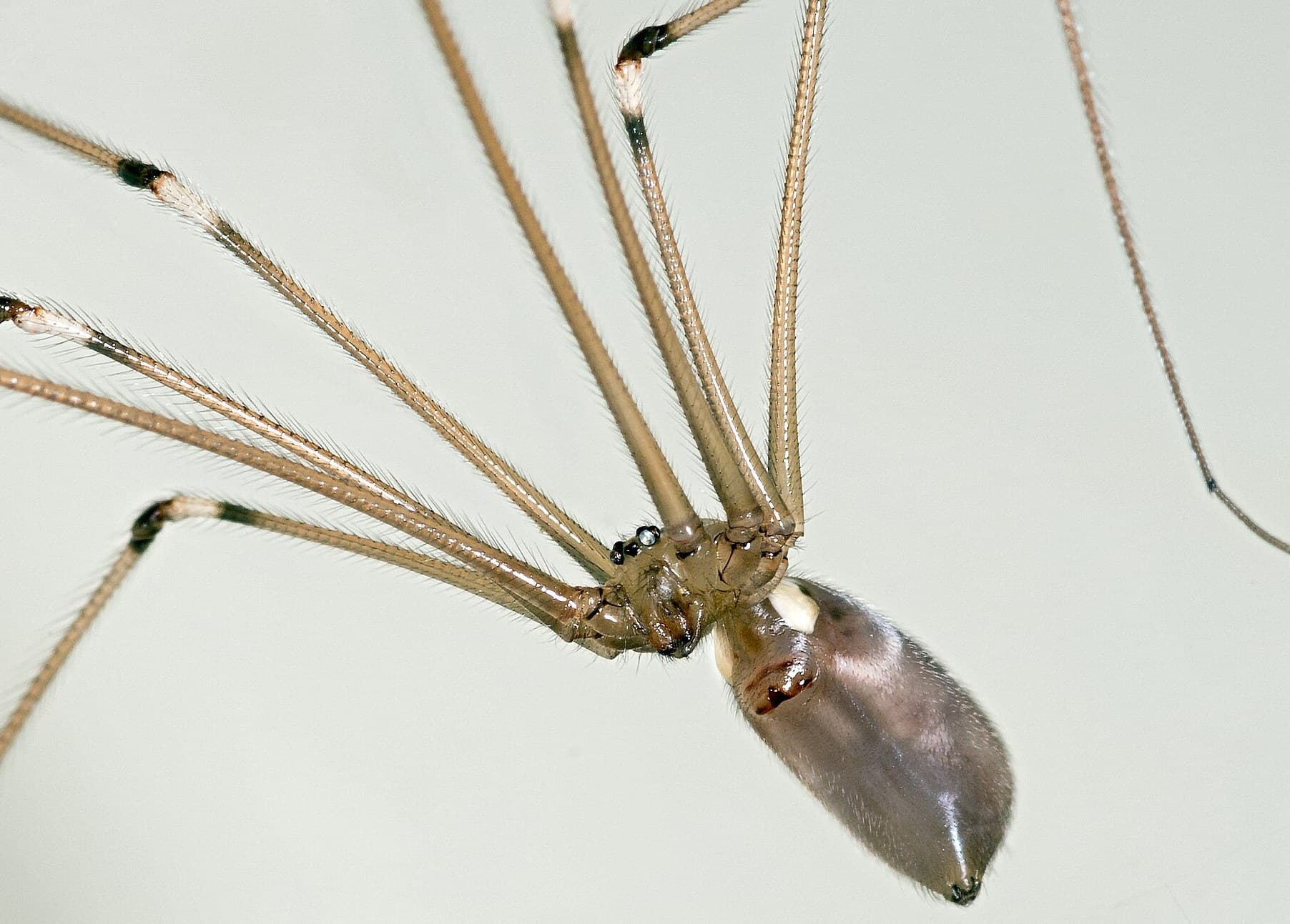 Pholcus phalangioides