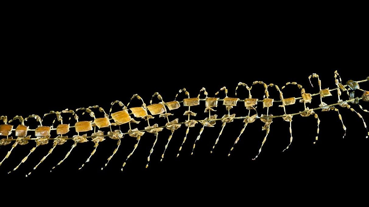 Centipede (Scolopendra cingulata)