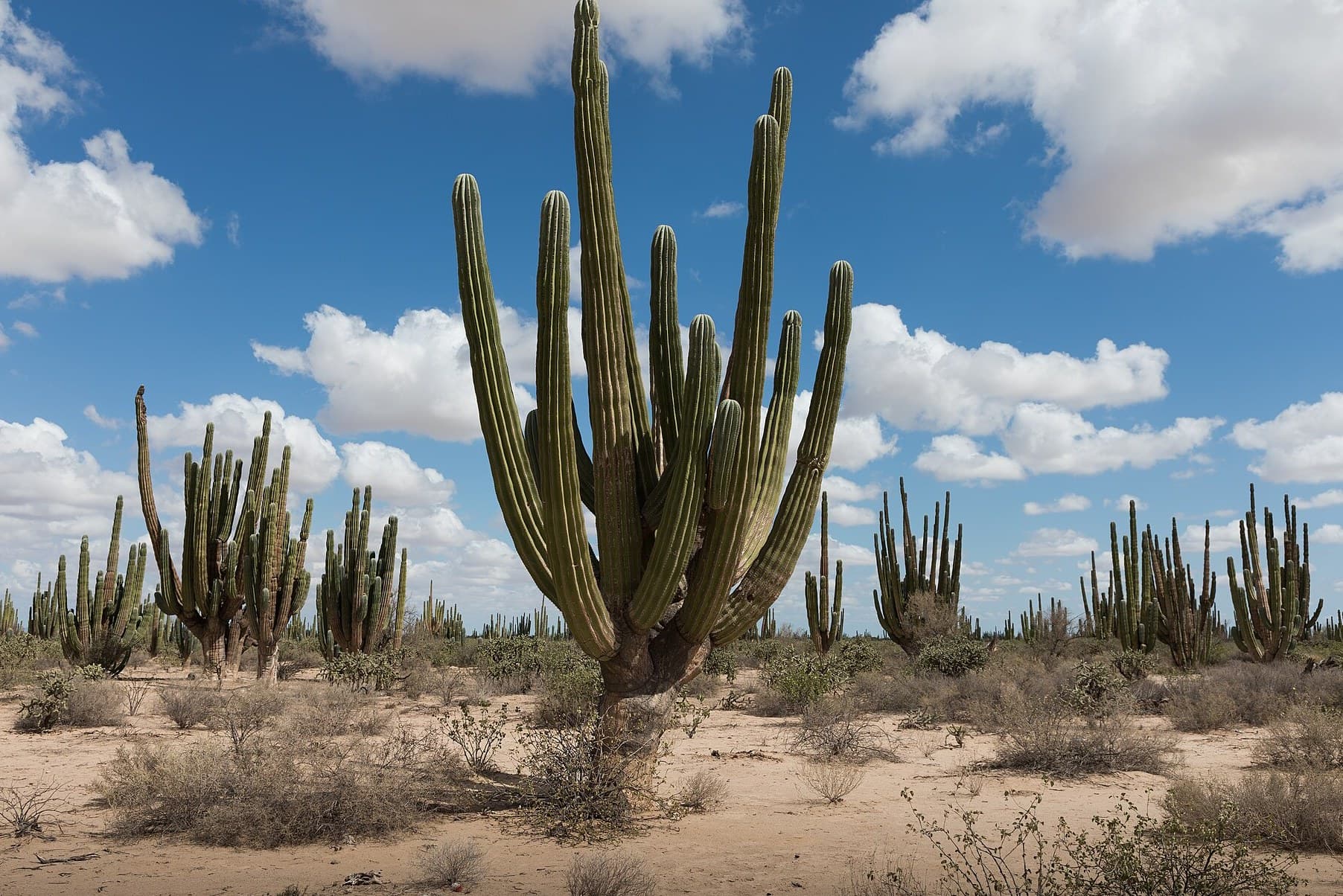 Cacti growing in a desert landscape