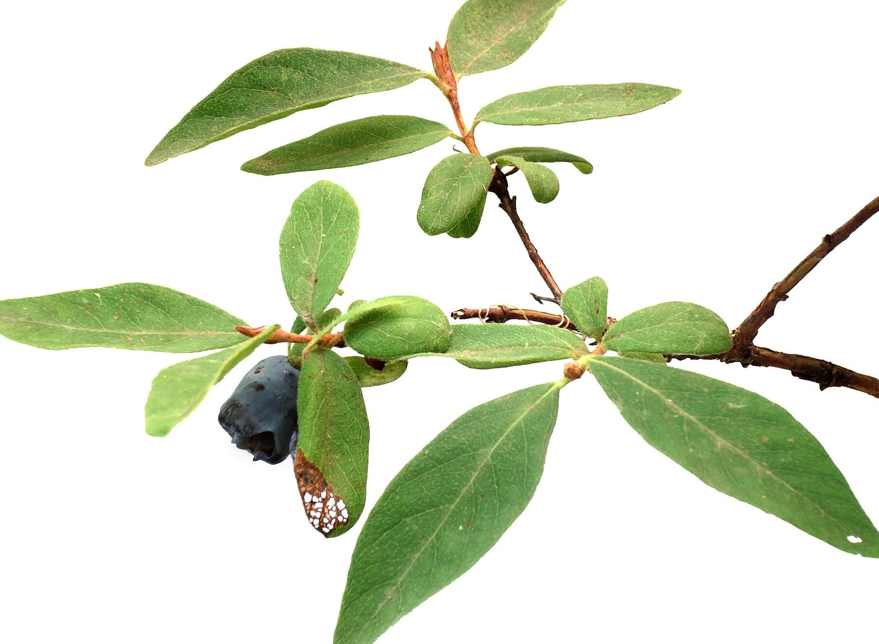 Blue honeysuckle (Lonicera caerulea) twig with berry