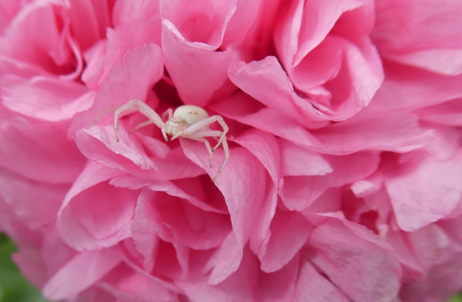 Pink peony poppy with a tiny crab spider