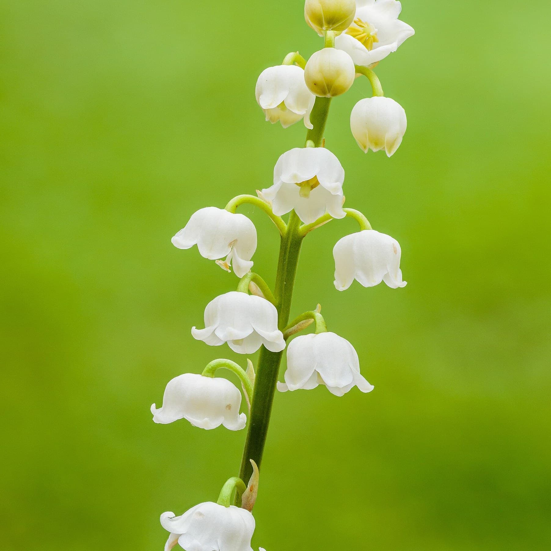 Lily of the Valley woodland flowering plant