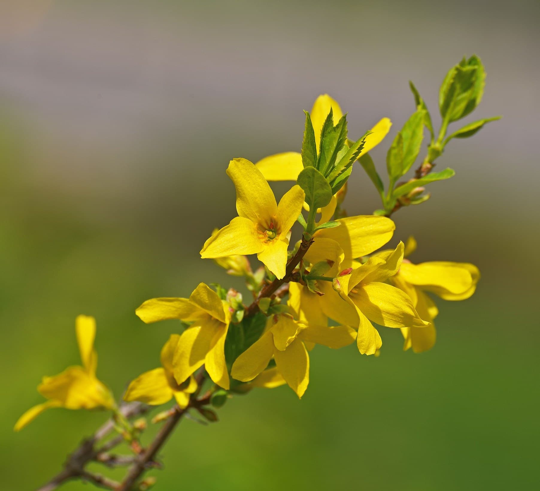 Forsythia flowers