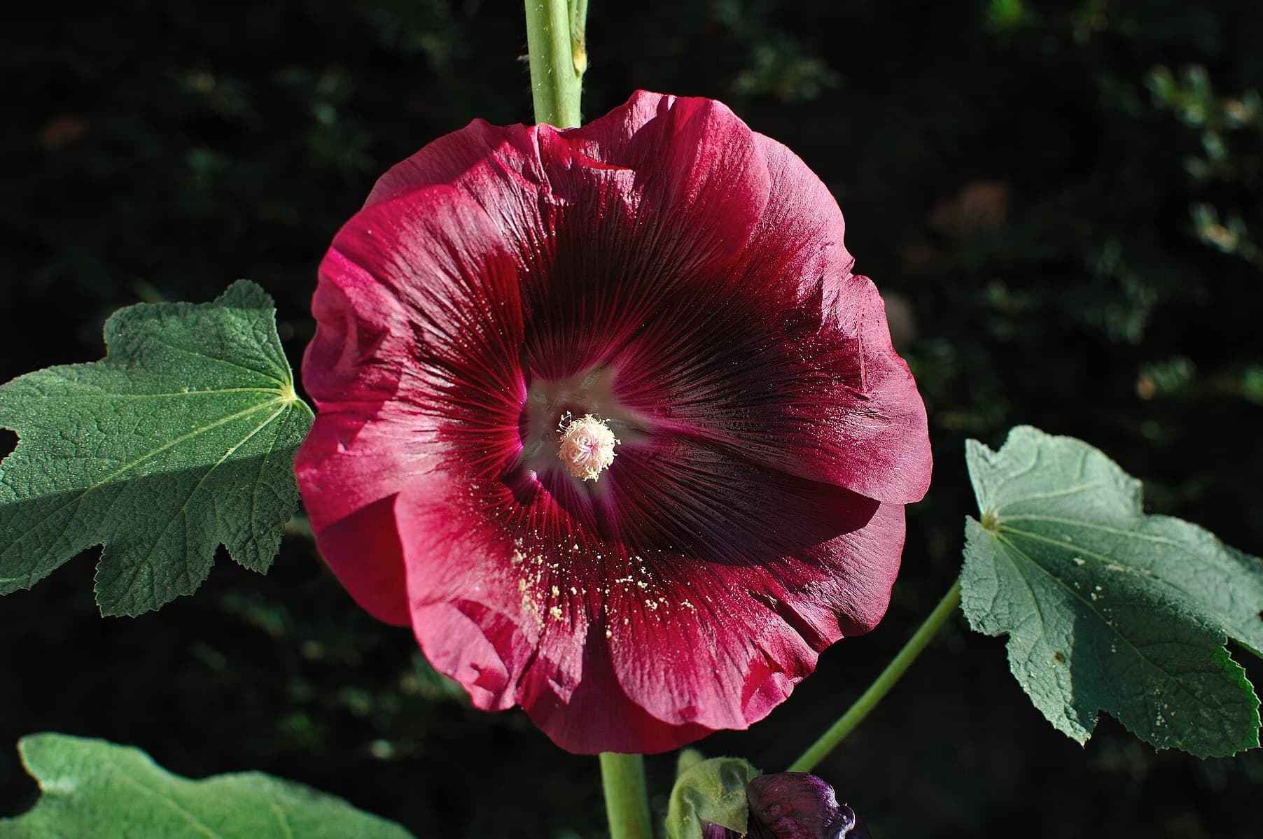 Hollyhocks flowers