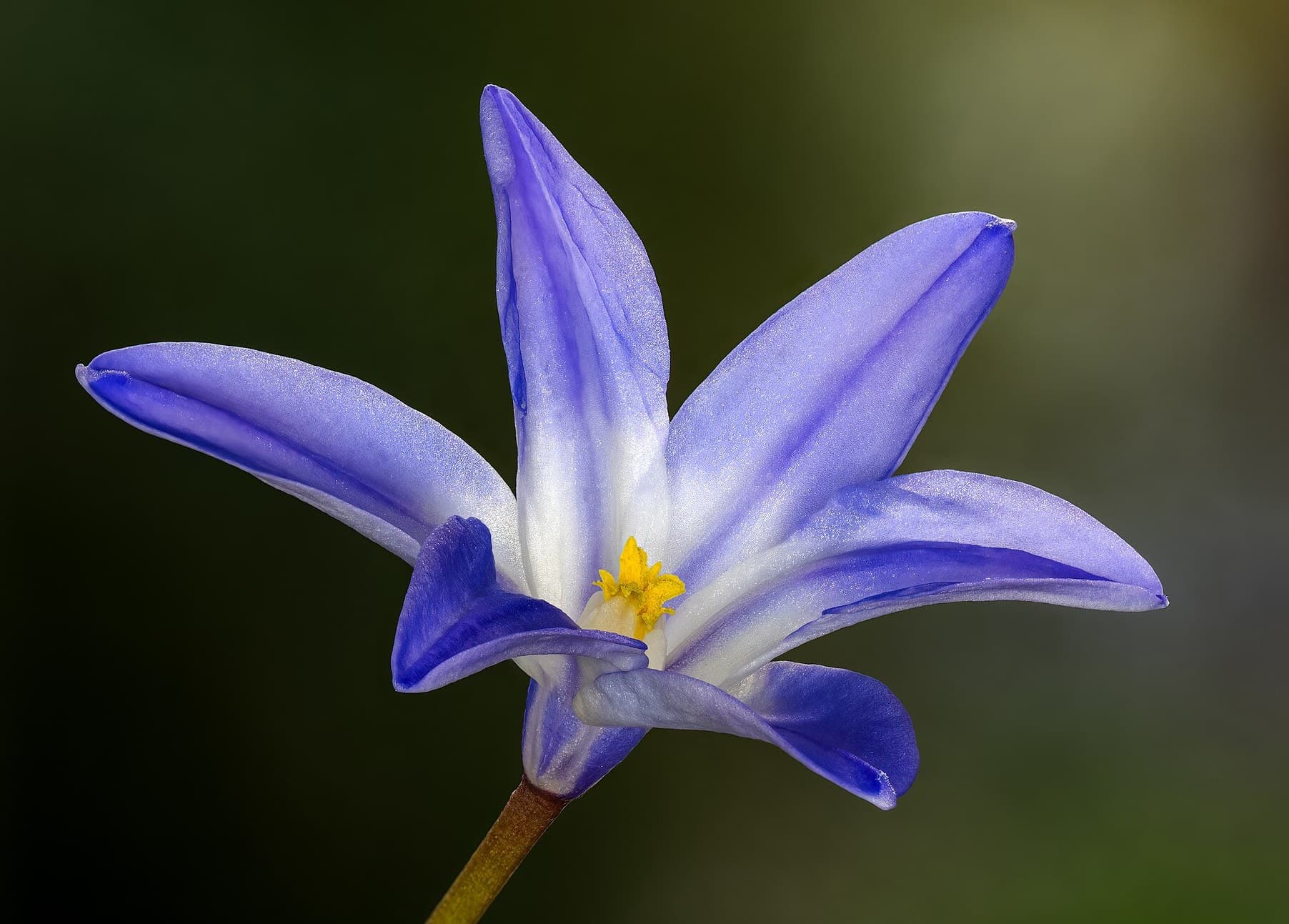 Amsonia flowers