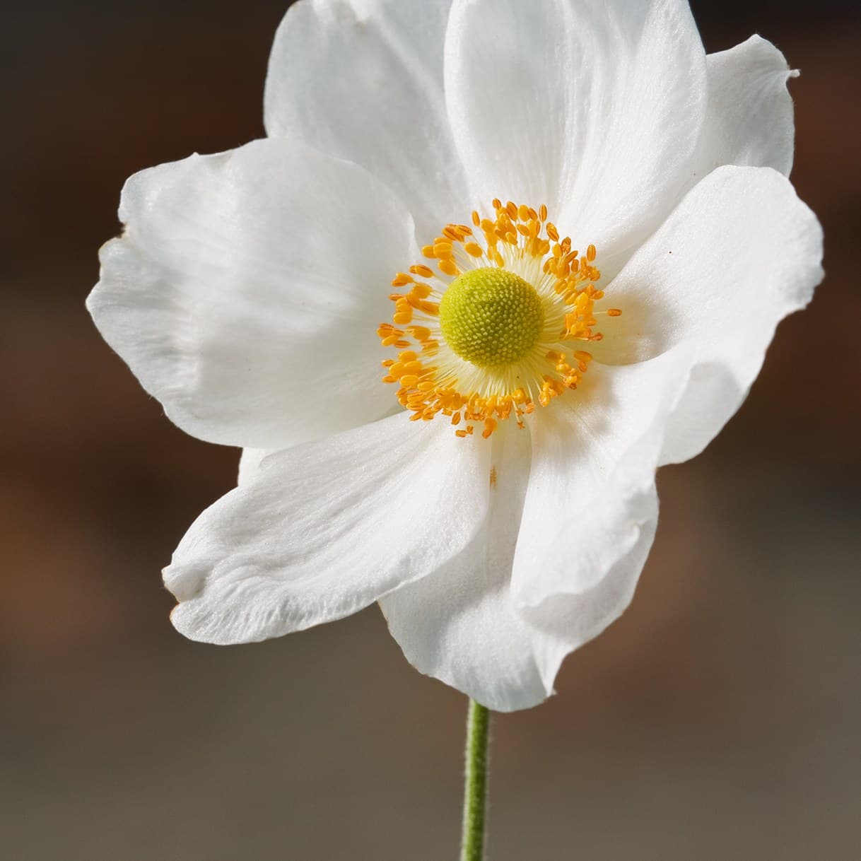 Japanese Anemone flowers