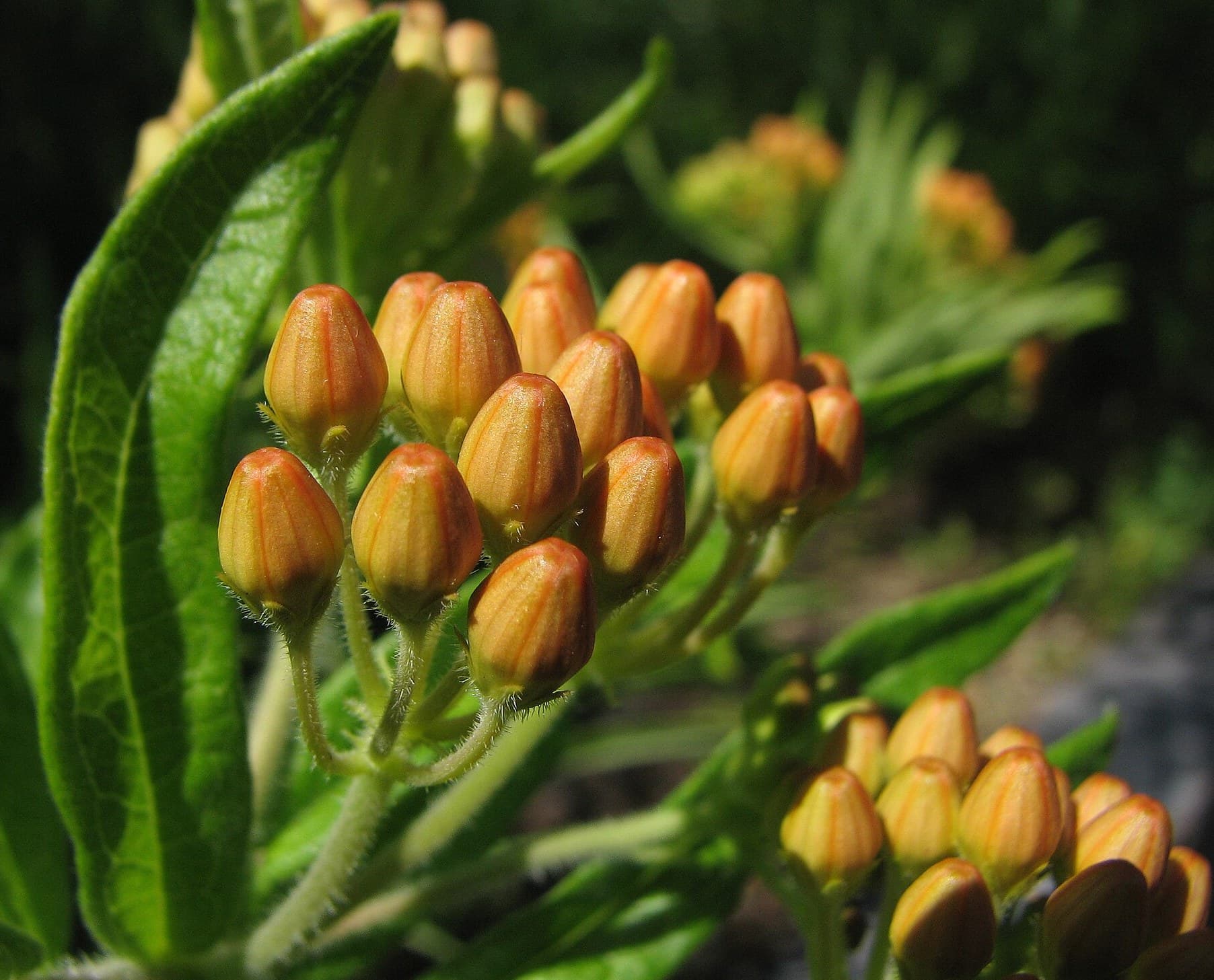 Butterfly Weed