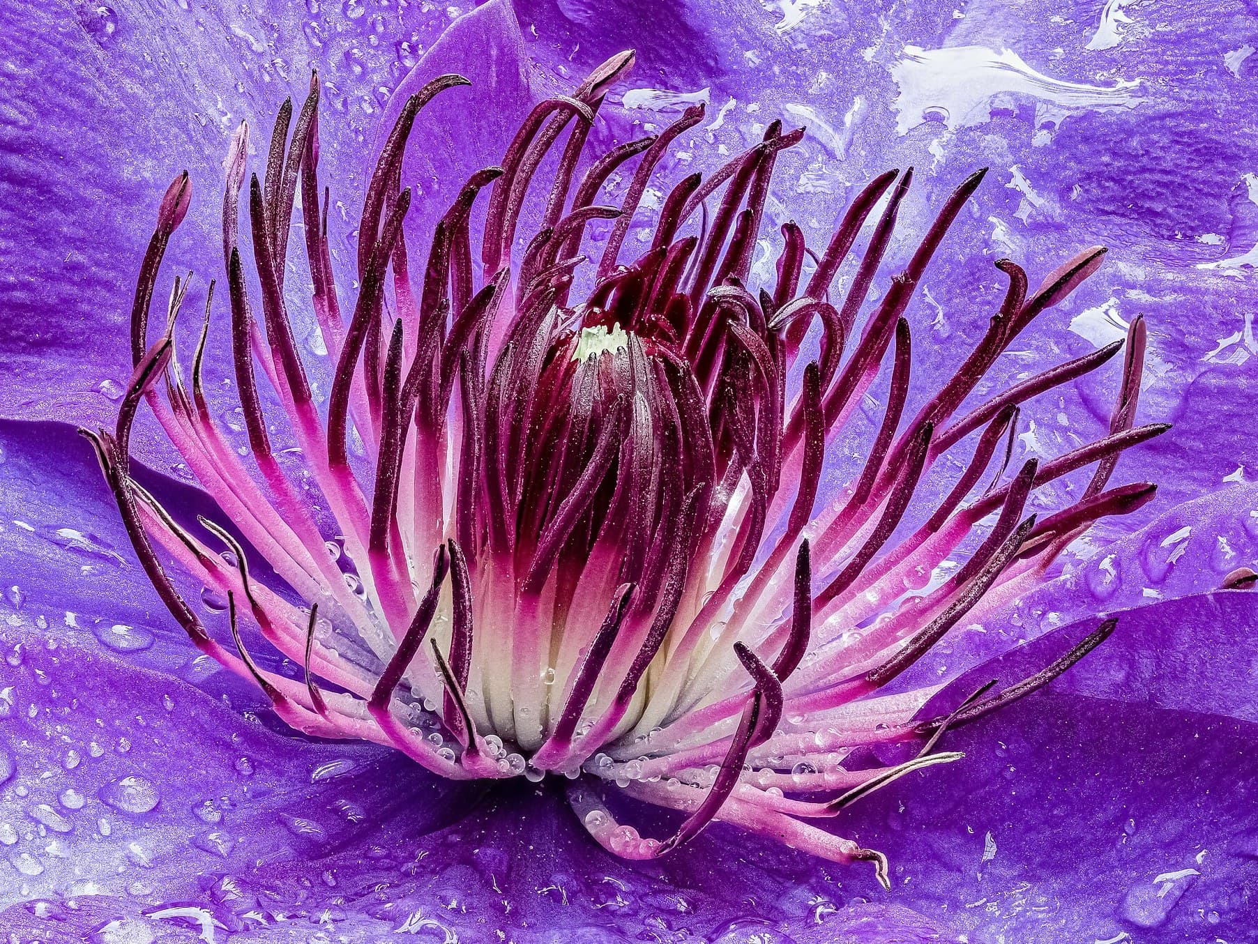 Clematis flowers