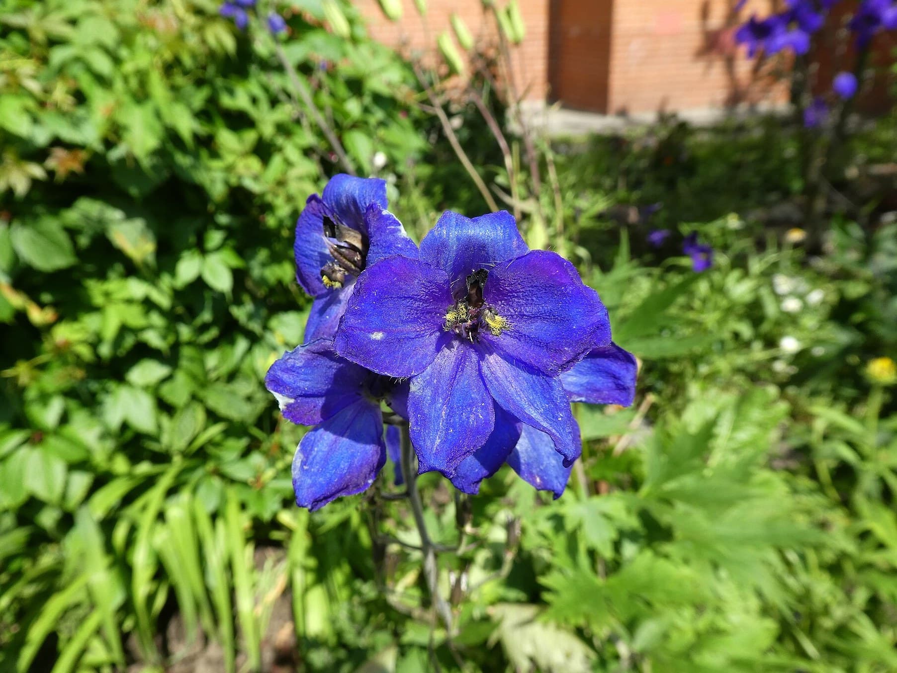 Delphiniums