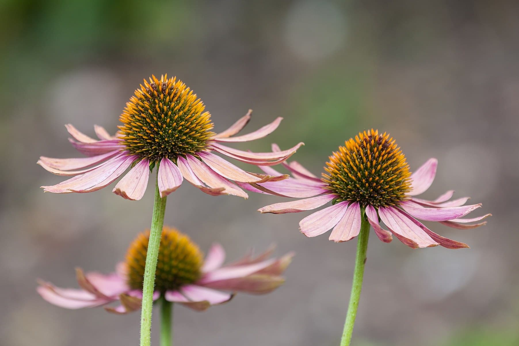 Echinacea flower