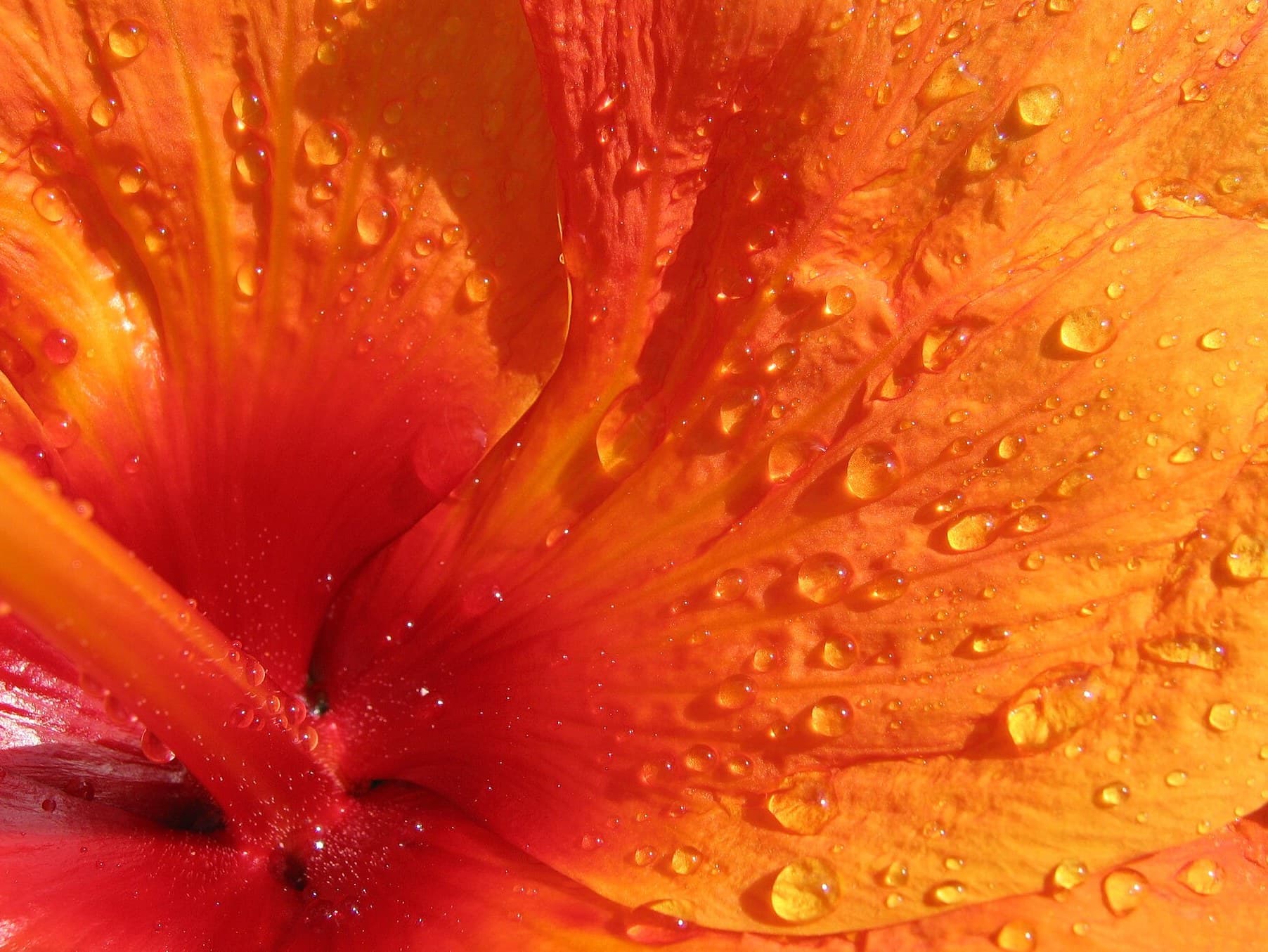 Hibiscus plant flower