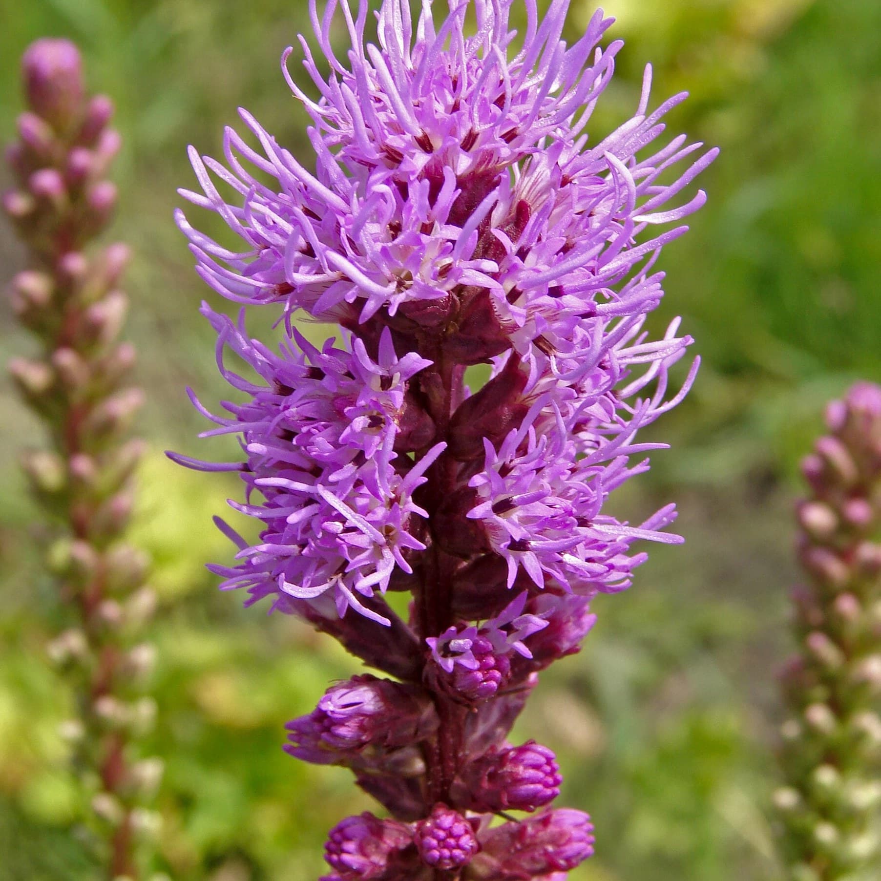 Liatris Spicata flowers