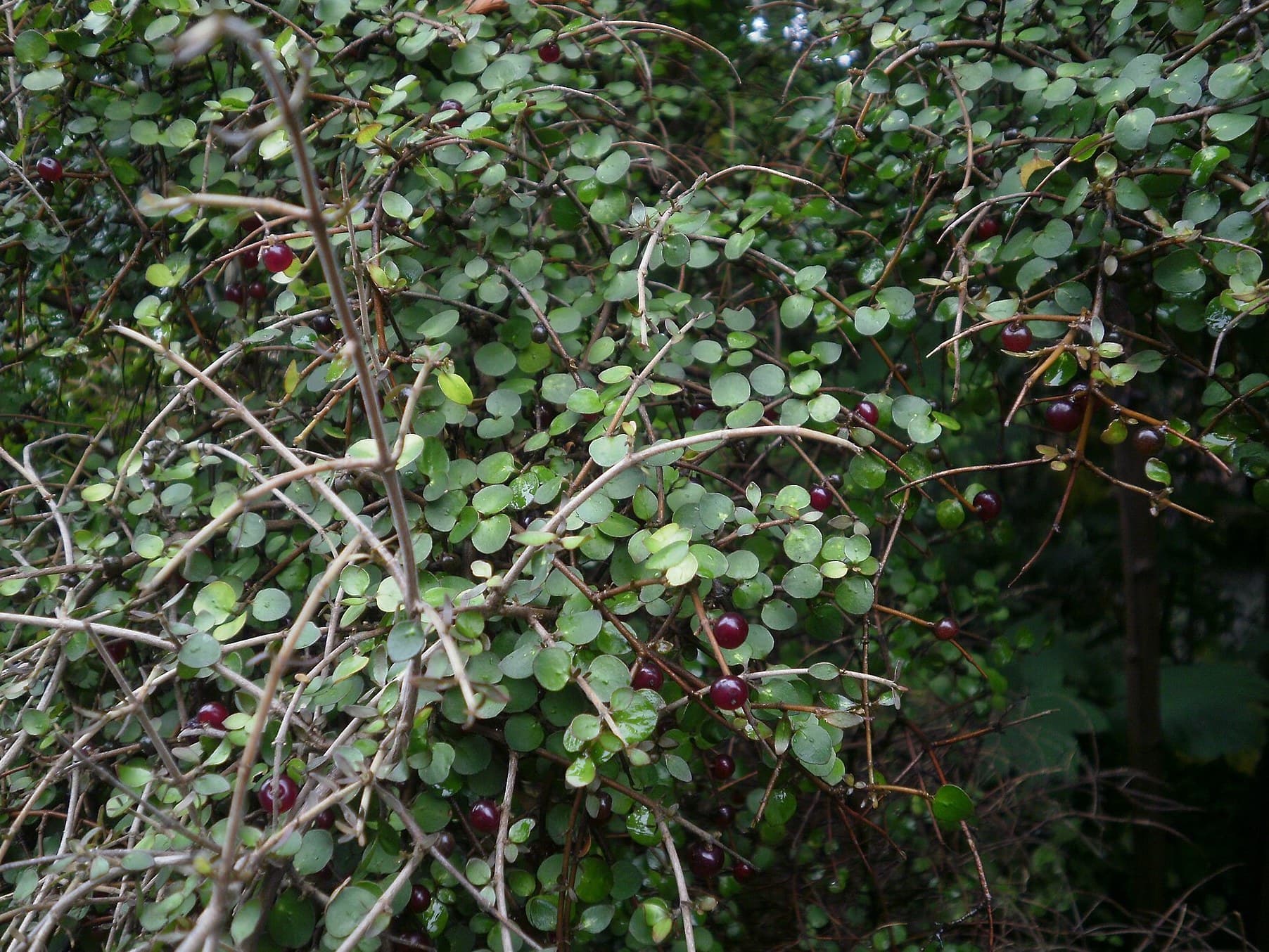 Coprosma plant