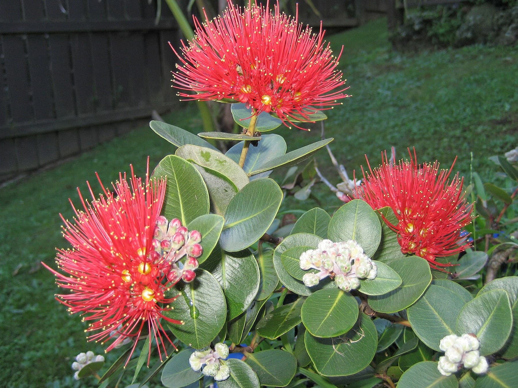 Metrosideros Tahiti flower