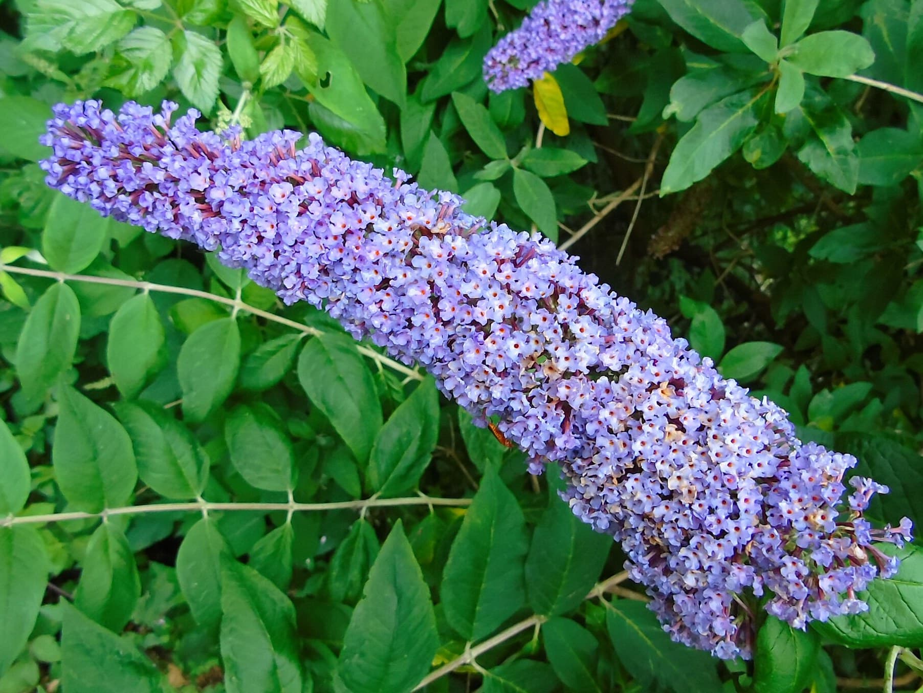 Butterfly Bush