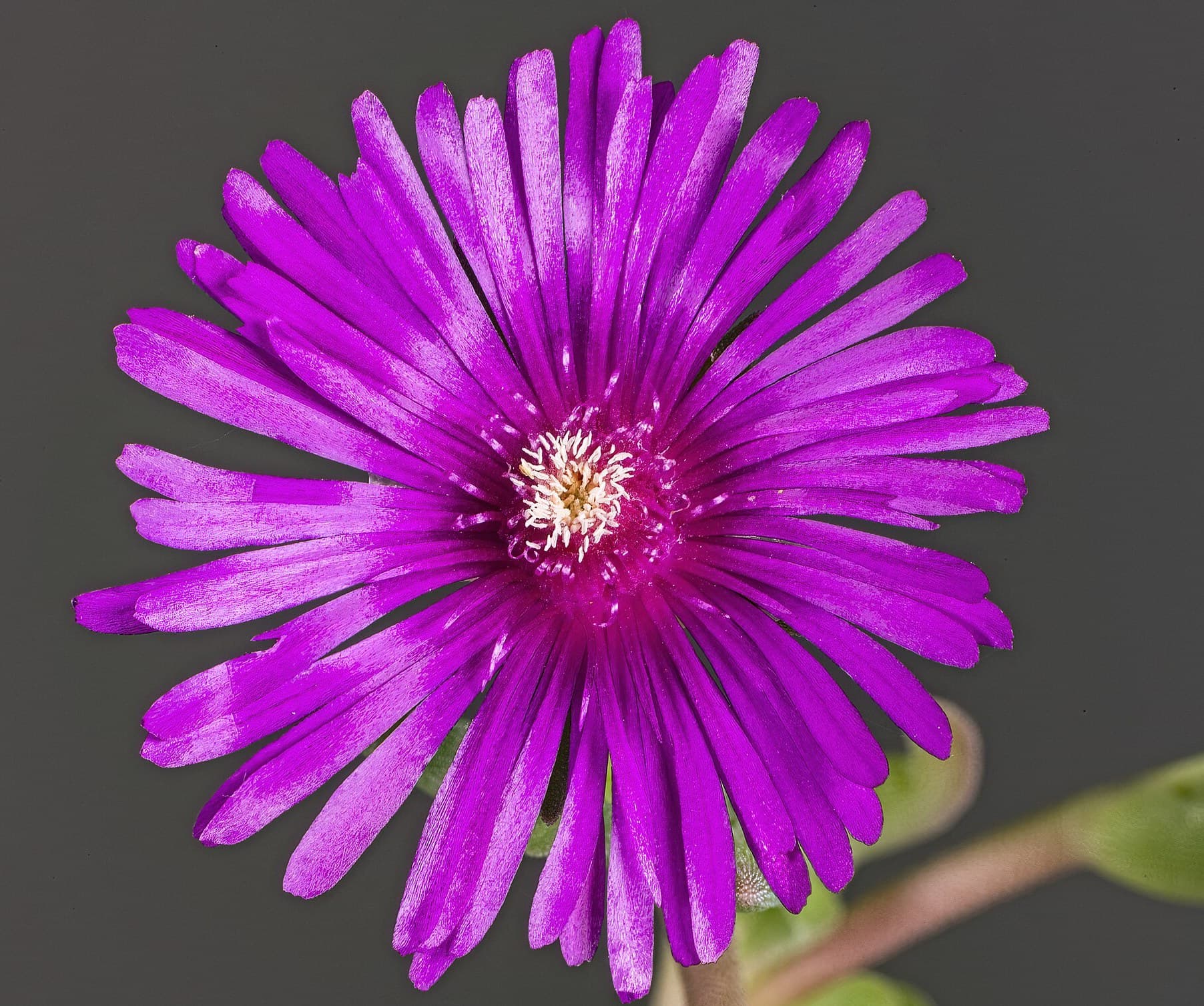 Ice Plant flowers