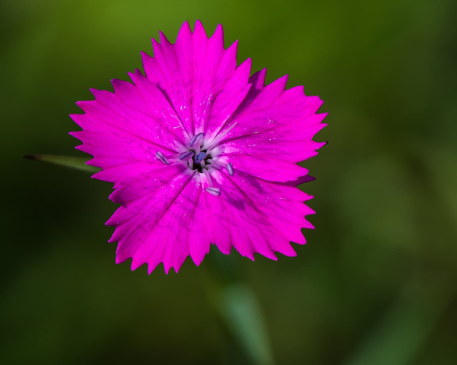Dianthus flowers