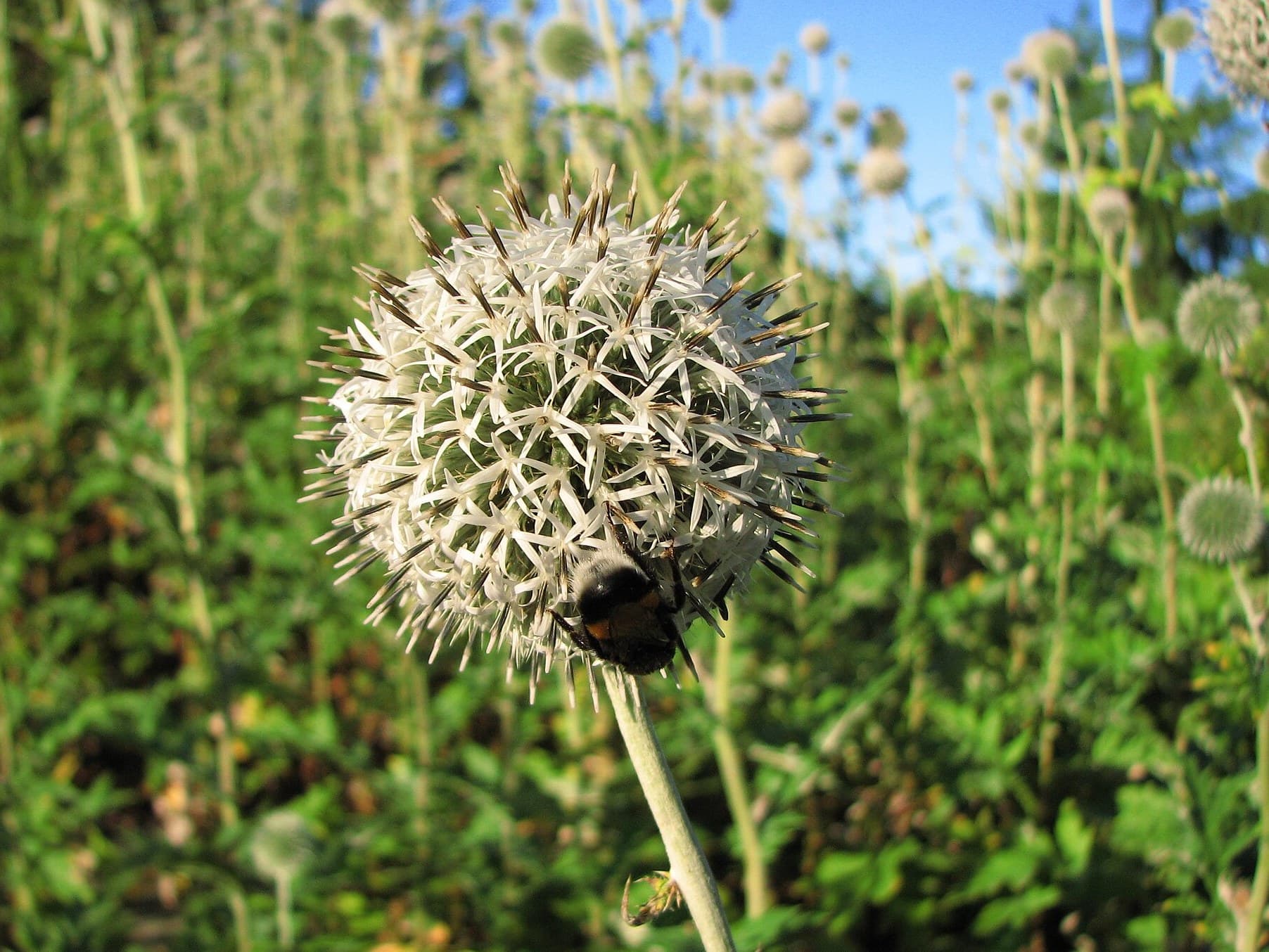 Globe Thistle