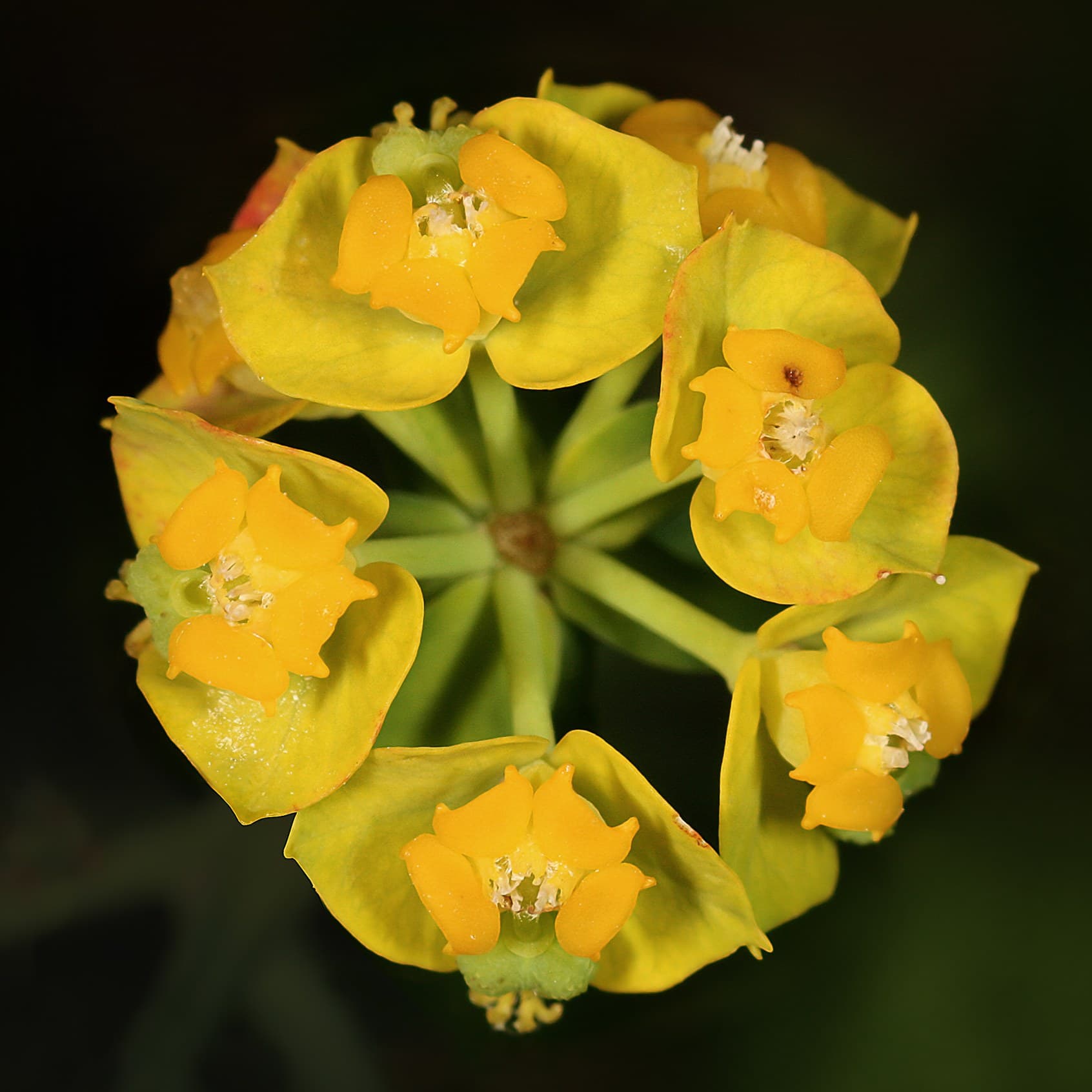 Flowering plant