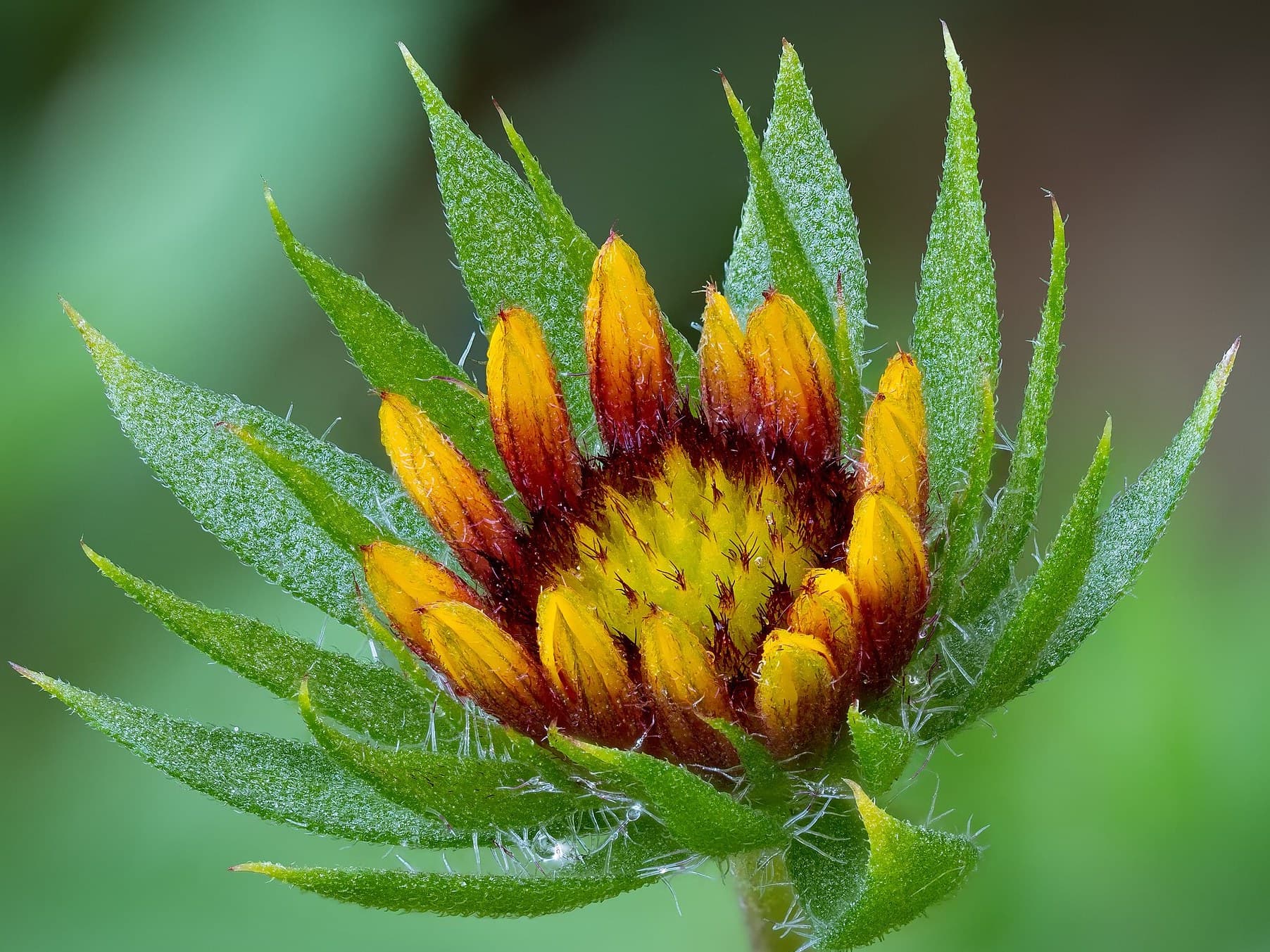 blanket flower