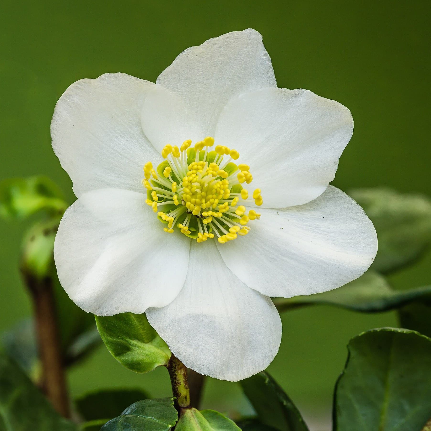 Hellebore flowers