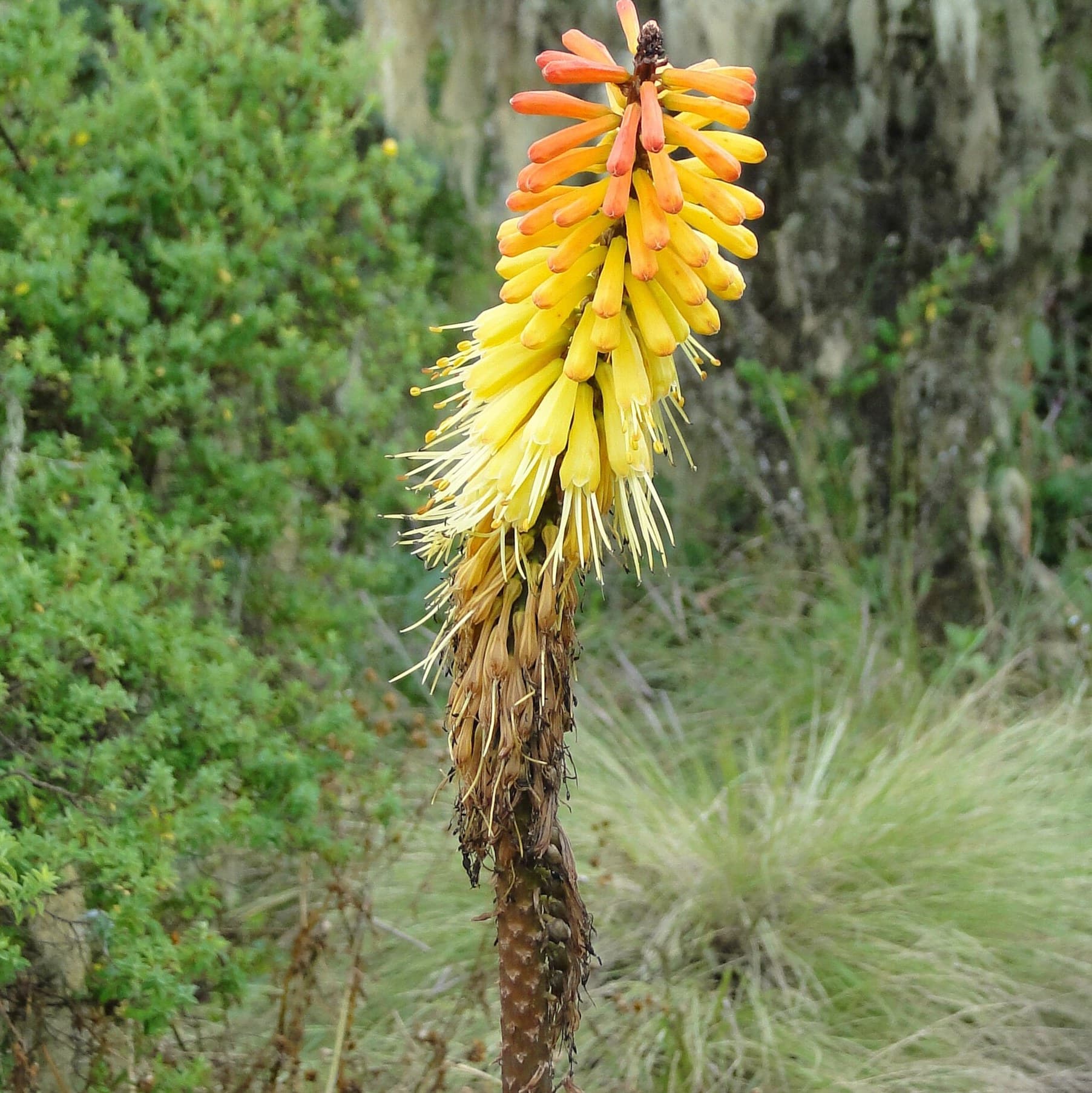 poker plant