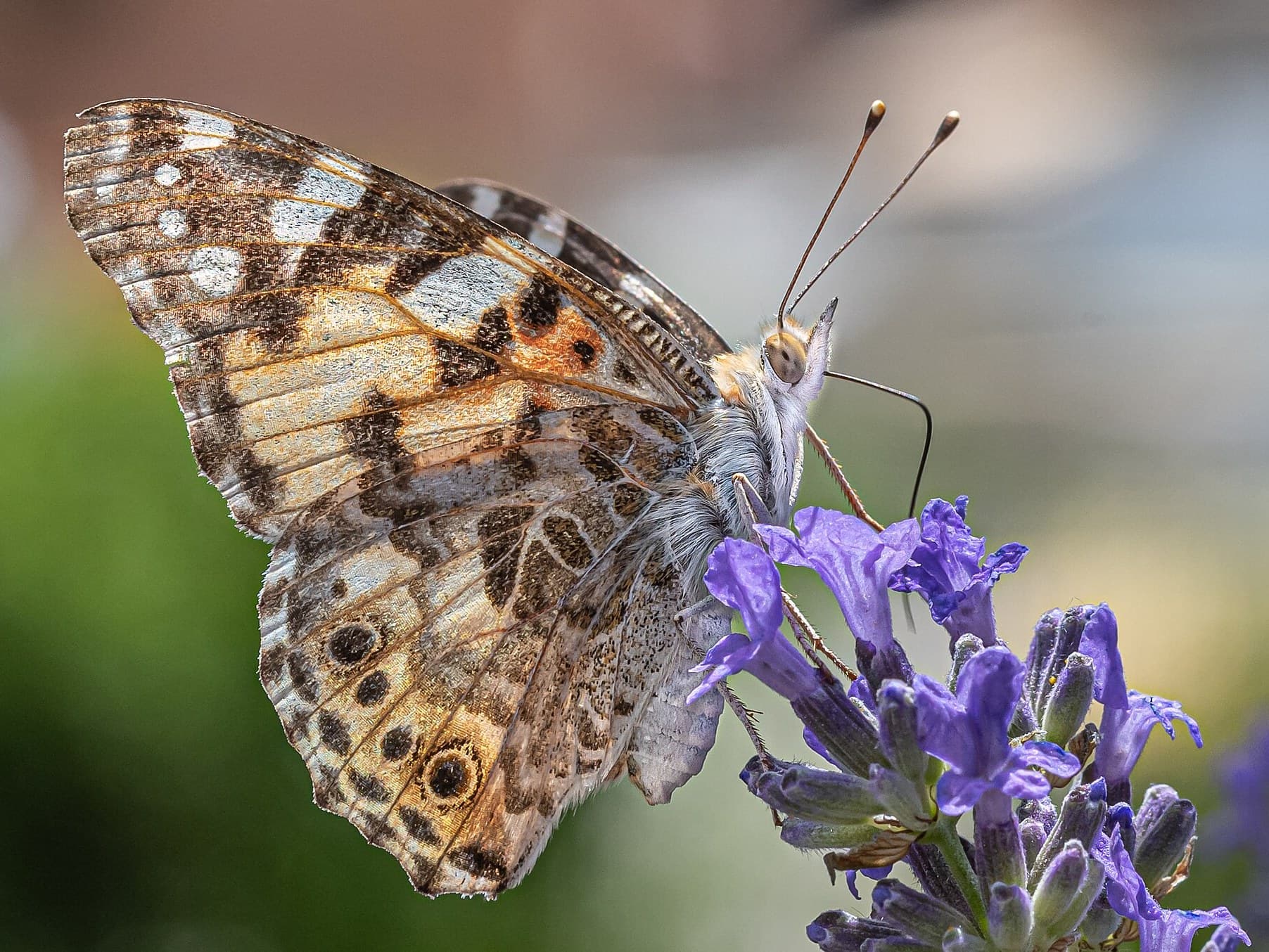 Painted lady butterfly on lavender
