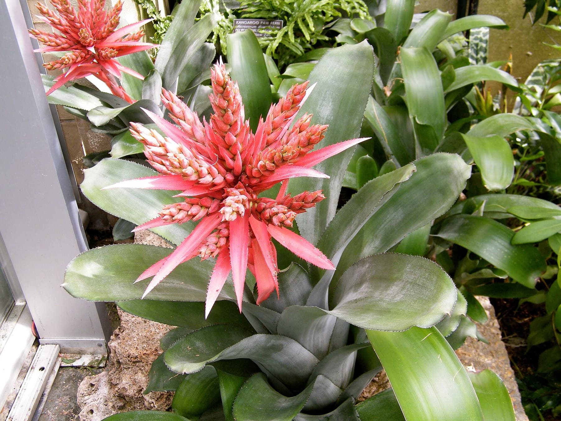 Silver Vase Plant