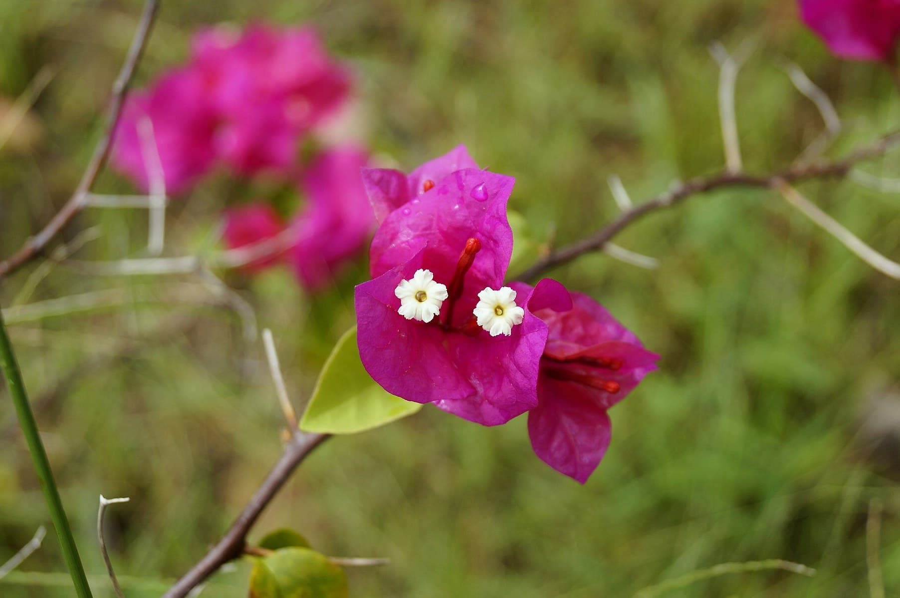 Magenta bougainvillea flowers