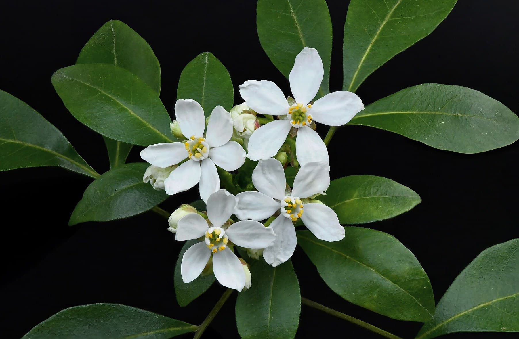 Mexican Orange Blossom