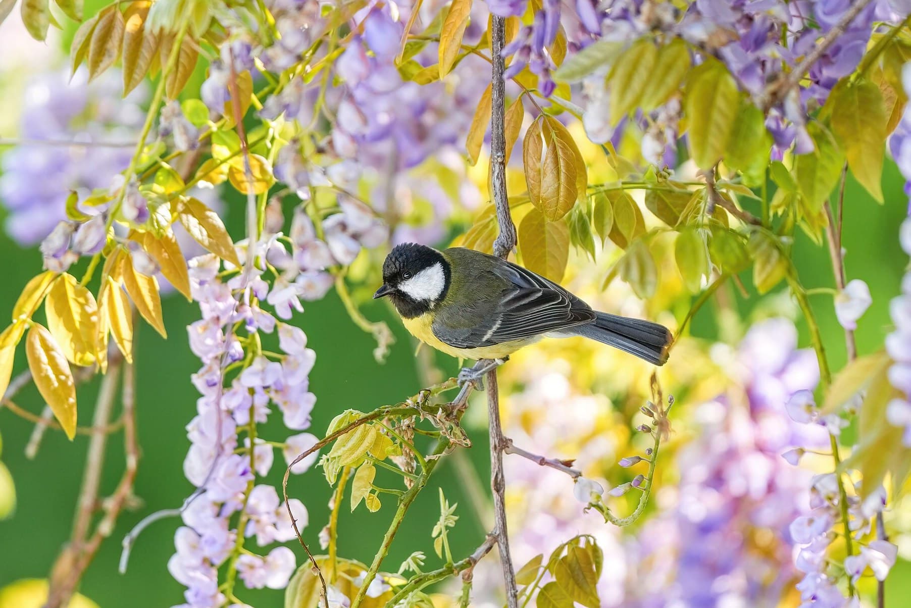 Purple wisteria in flower with a great tit