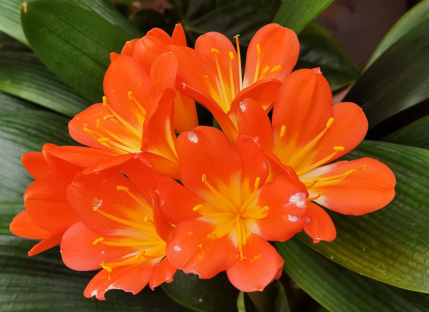 Fire Lily