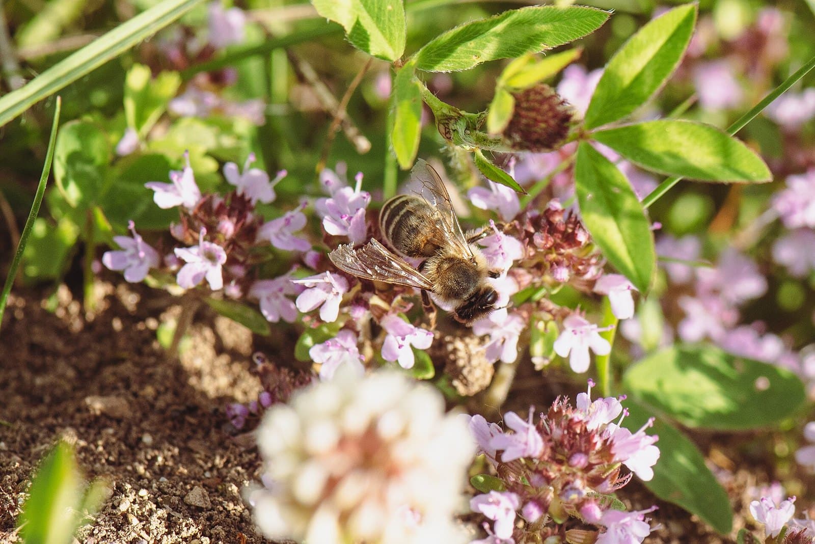 Honeybee on flowering thyme