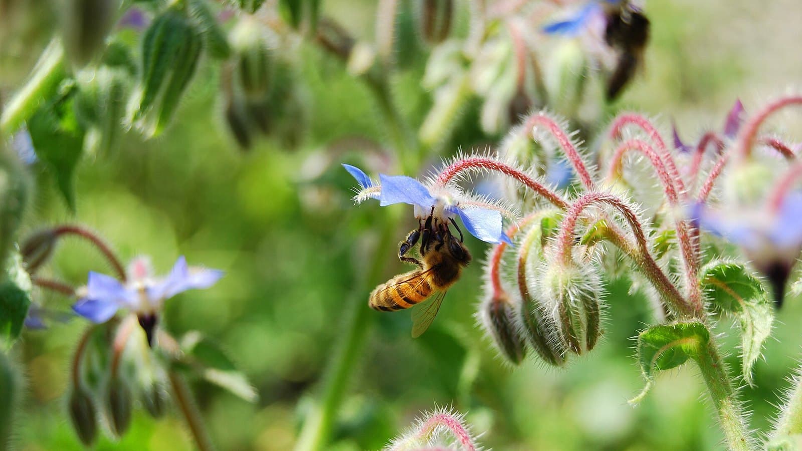 Honeybee on borage flowers