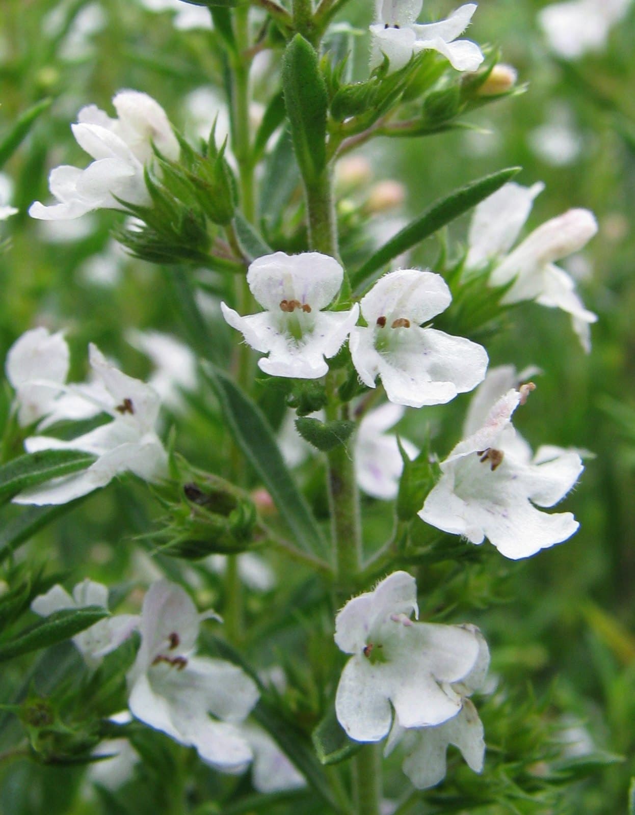 Winter savory (Satureja montana) flowers