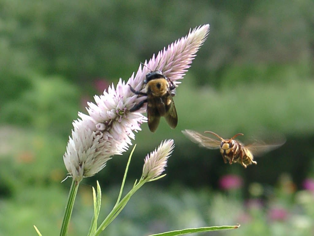 Bee approaching a celosia flower