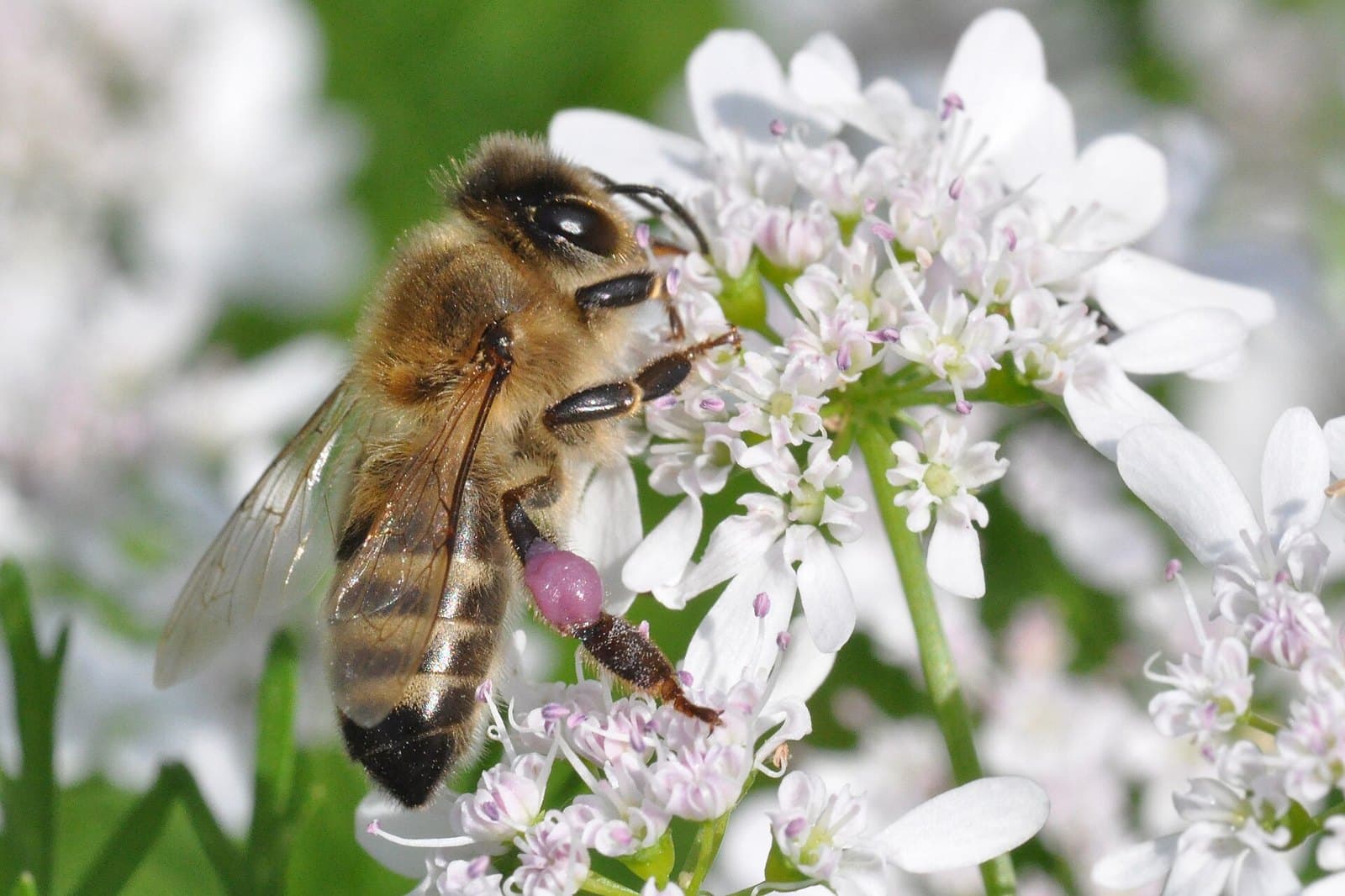Honeybee on coriander flowers