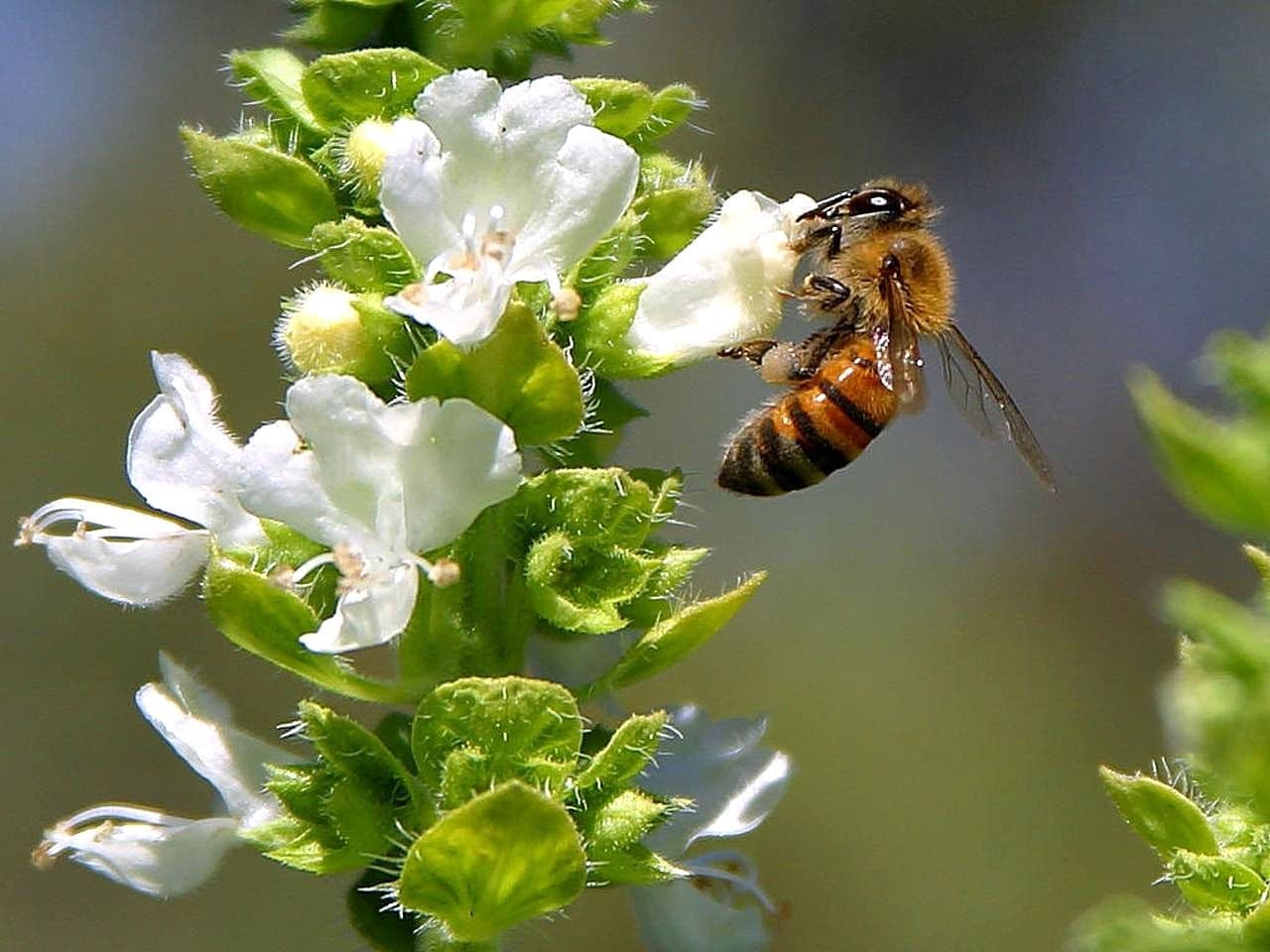 Honeybees on sweet basil flowers