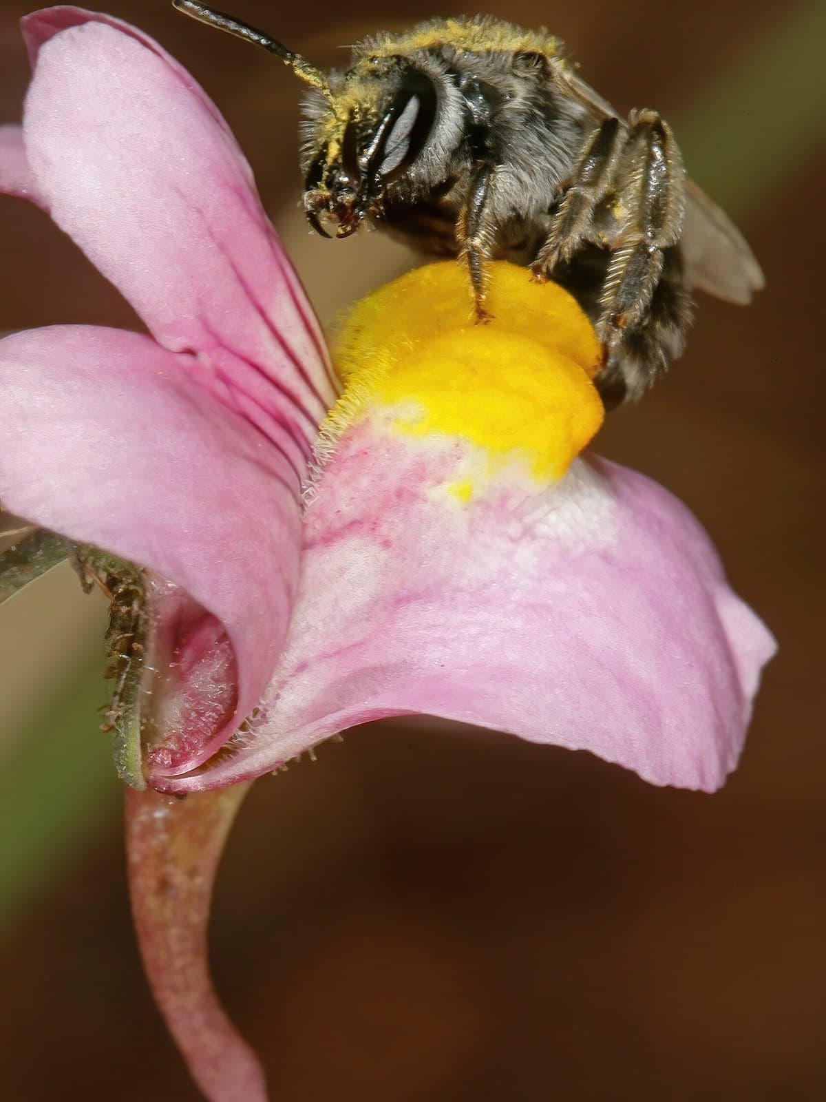 Bee on a nemesia flower