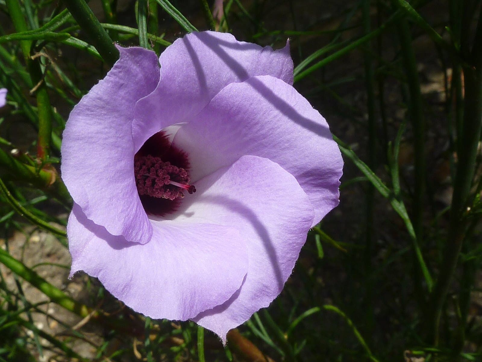 Native hibiscus (Alyogyne) flower