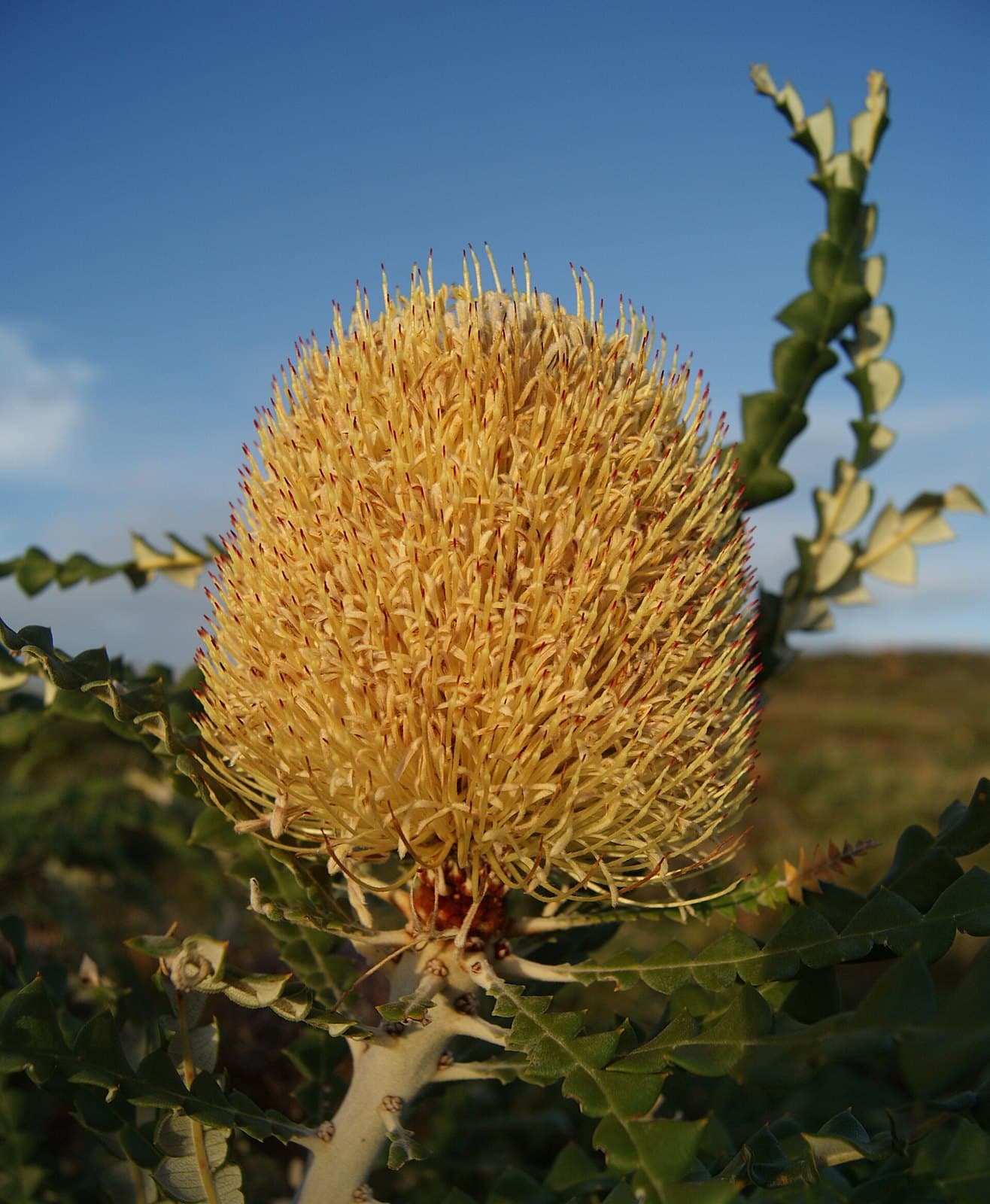 Banksia flower spike