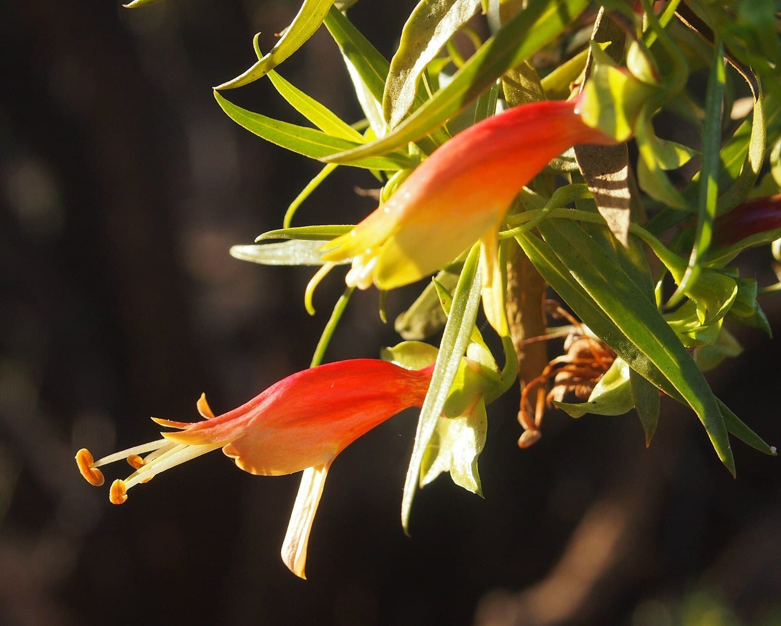 Emu bush (Eremophila duttonii) flowers