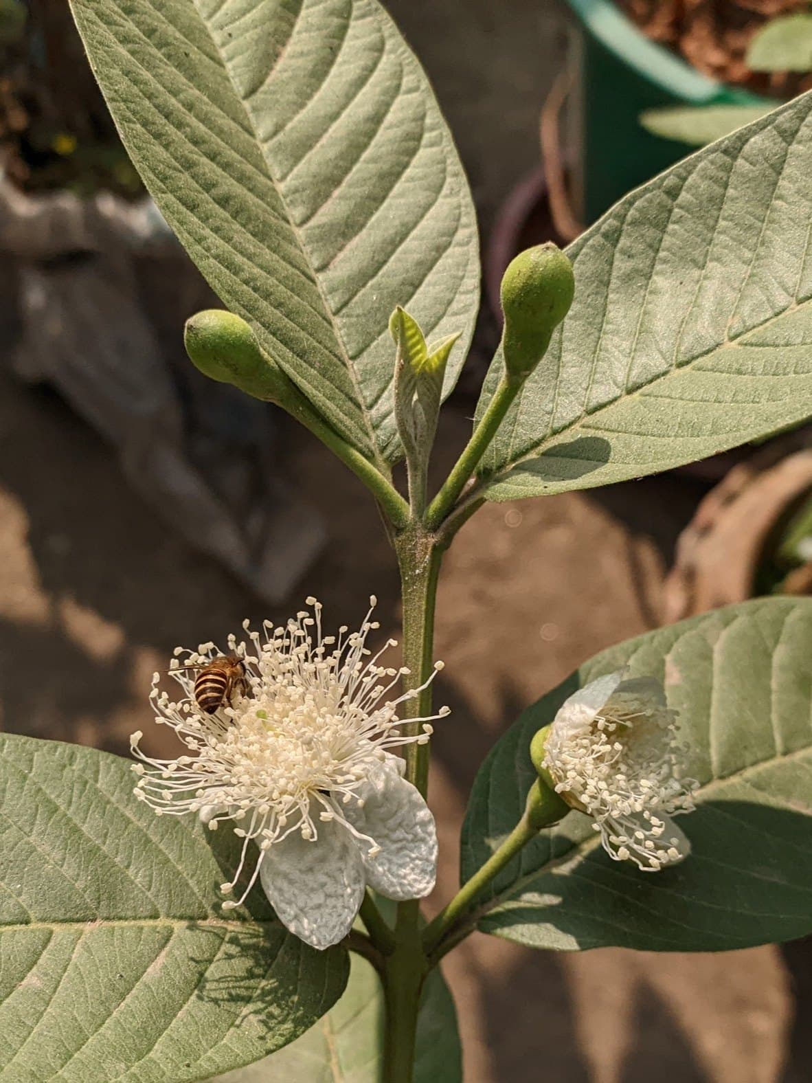 Honeybee on a guava flower