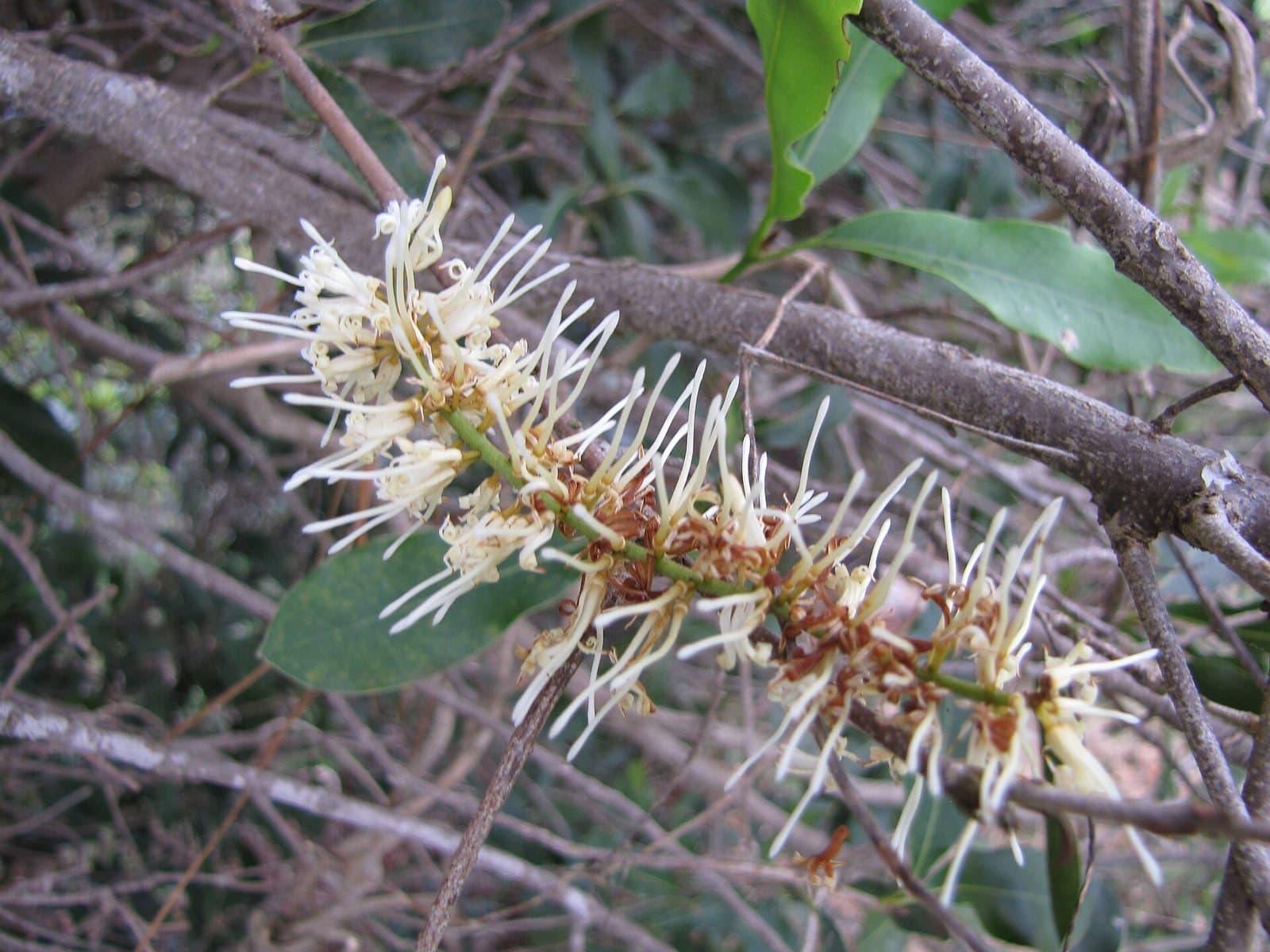 Macadamia flowers