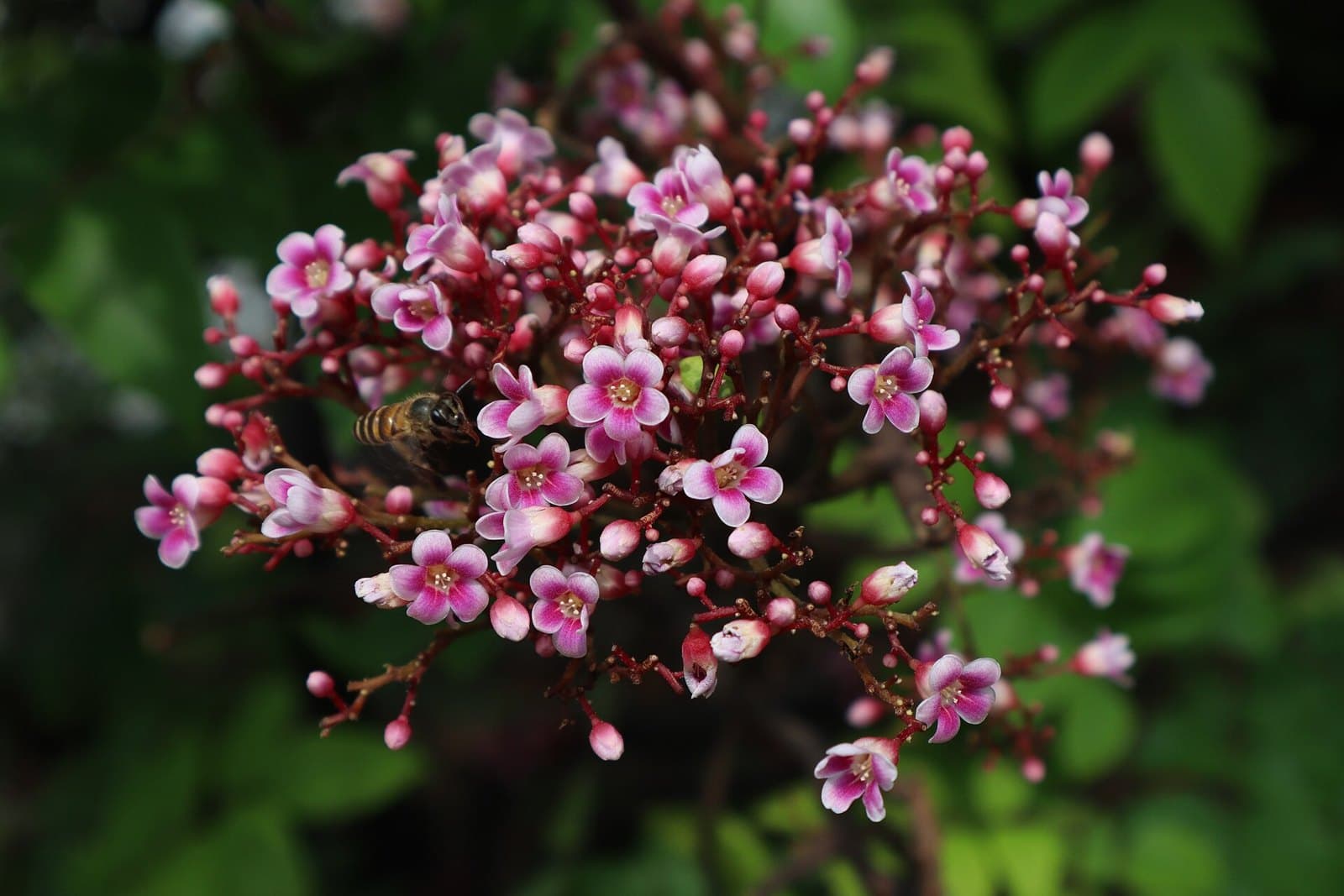 Carambola flowers with a bee