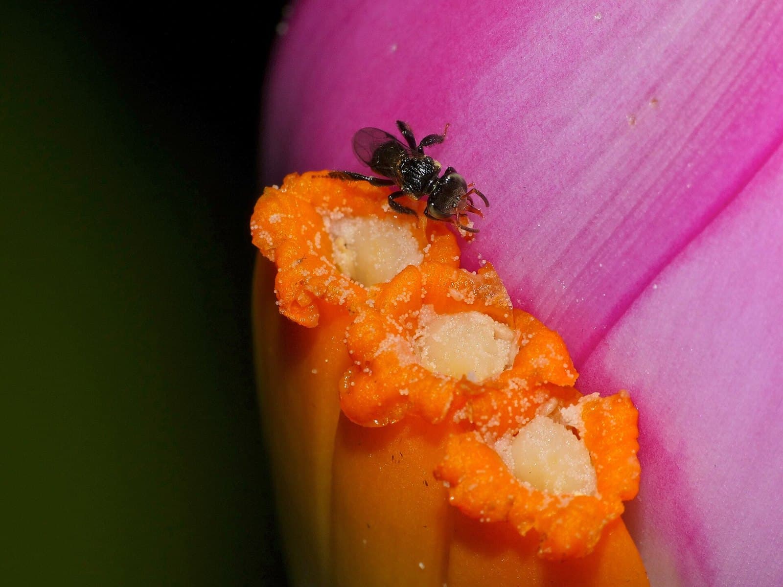 Stingless bee on a wild banana flower