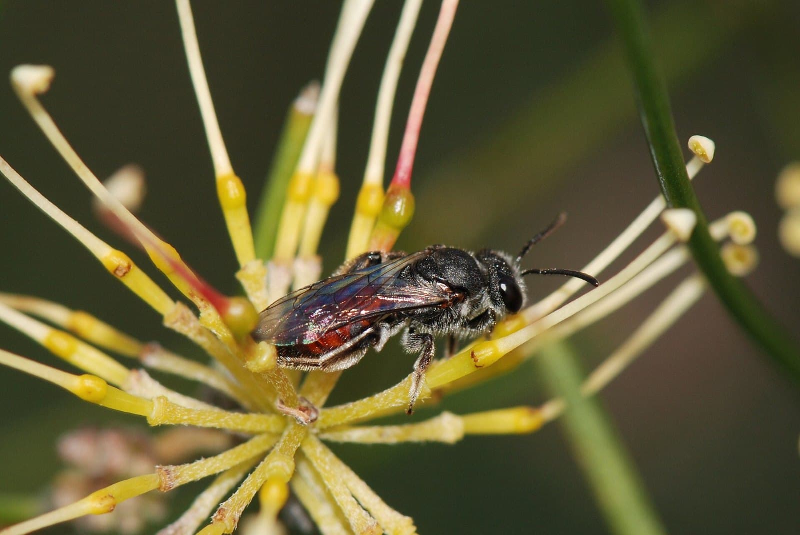 Native bee on a grevillea flower