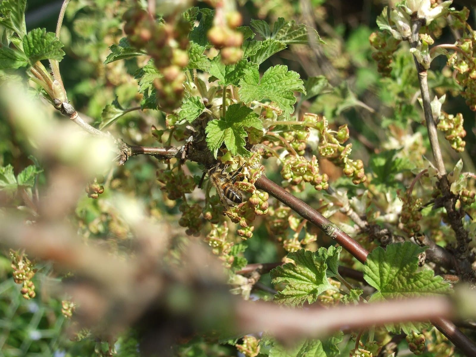 Honeybee on redcurrant flowers